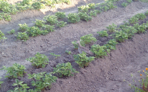 Сыктывкарцы: «В Эжву прилетела птица из Америки»