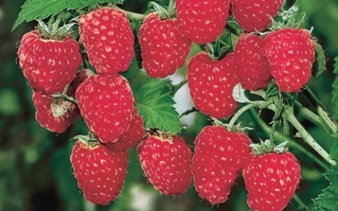 Вниманию садоводов: в Сыктывкаре пройдет кировская ярмарка-выставка