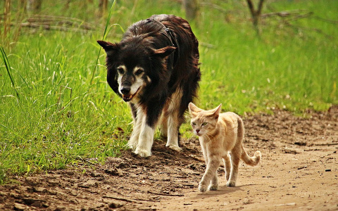 Советы сыктывкарцам: как не потерять питомца и что делать, если он все-таки пропал