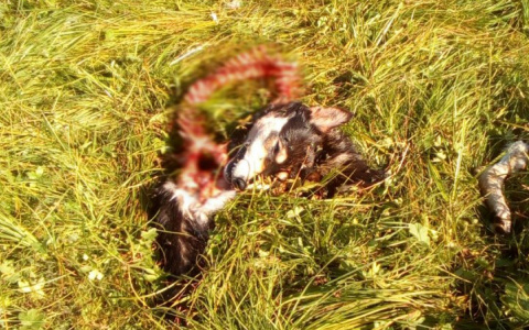 В Коми недалеко от жилых домов нашли обглоданные останки собаки (фото 16+)