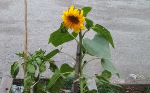 В одном из городов Коми новой достопримечательностью стало растение (фото)