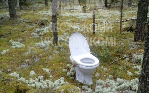 В Коми посреди леса обнаружили белоснежный унитаз (фото)