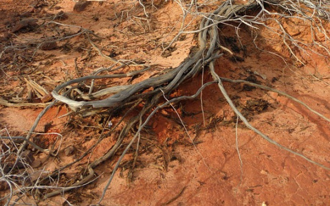 С 2019 года население Коми сможет законно заготавливать валежник