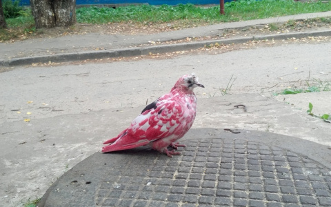 В Сыктывкаре обнаружили розового голубя (фото)