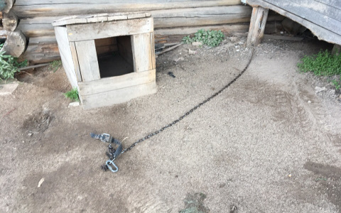 Волков, которые держат в страхе село под Сыктывкаром, уничтожат