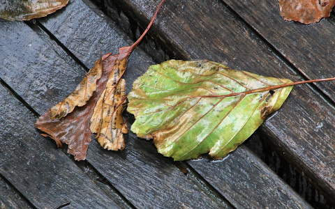 Погода в Сыктывкаре 12 сентября: южный ветер принесет дождь