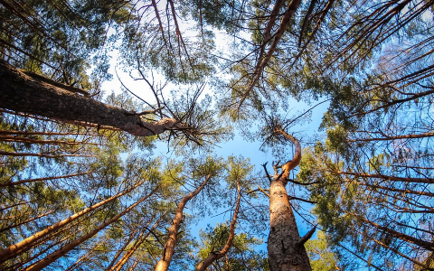 В лесах Коми нашли труп высокого мужчины