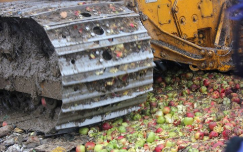 На свалке в Сыктывкаре раздавили 250 килограммов «санкционных» фруктов