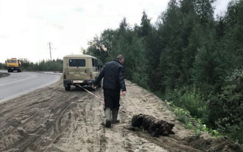 За убийство медвежонка на трассе в Коми никого не накажут