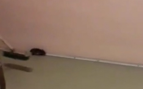 В сыктывкарской школе охранник на глазах у всех забил шваброй крысу (видео)