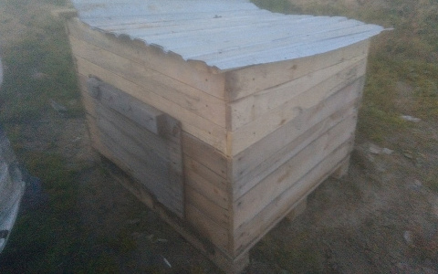 В Коми садист замуровал дюжину щенков в ящике и подбросил его в собачий приют