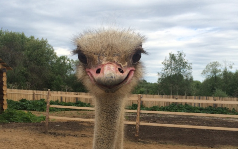Жители Коми разводят на ферме страусов (фото)