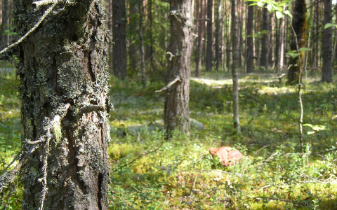 С начала сентября в лесах Коми пропали трое человек