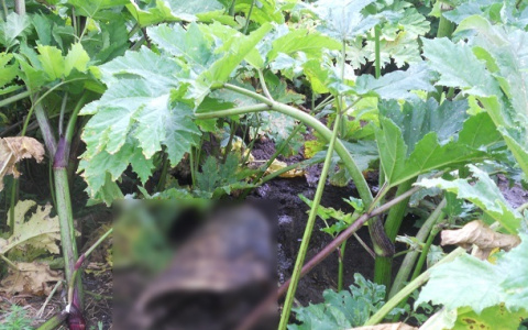 В одном из фермерств Коми нашли расчлененные тела животных и кишечную палочку