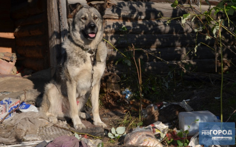 В Сыктывкаре на «заброшке» умирает пес
