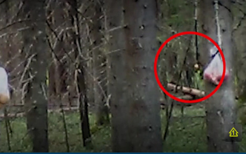 Известный ученый подтвердил, что под Сыктывкаром обитает йети (видео)