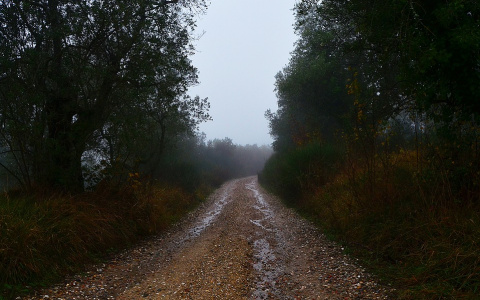 Погода в Сыктывкаре 19 сентября: серо и сыро