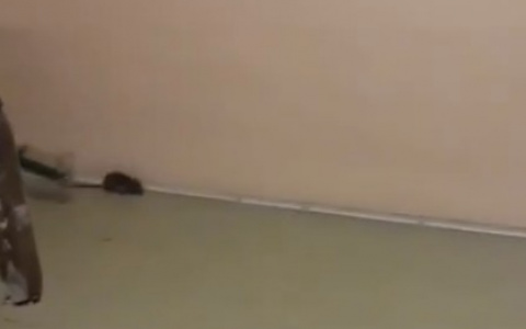 Сыктывкарец: «Крысы завелись в школе, а не прибежали с общежития»