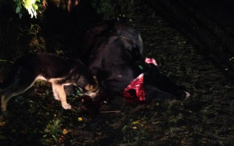 На трассе в Коми на пути у машин оказалось стадо коров: одна погибла, другая покалечена