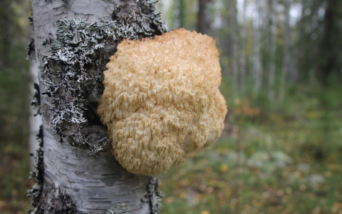 Жительница Сыктывкара наткнулась в лесу на редкий гриб, который нельзя собирать