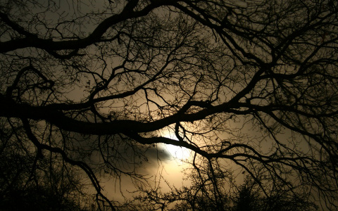 Погода в Сыктывкаре 20 сентября: предельно холодная ночь и почти ясный день