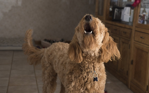 Депутаты Госсовета Коми о поправках в закон «О тишине»: «Это вторжение в личную жизнь»