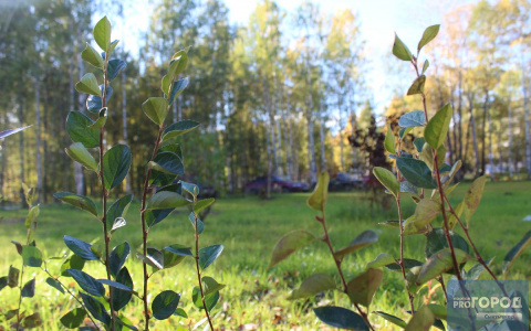 Короткое бабье лето: какой погоды ждать сыктывкарцам в выходные