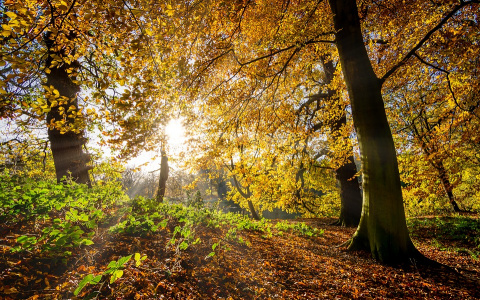 Погода в Сыктывкаре 22 сентября: кратковременное, но ощутимое потепление