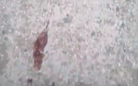 В Сыктывкаре обнаружили кровавые человеческие следы (видео)