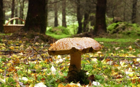 Погода в Сыктывкаре 25 сентября: может, хоть грибы пойдут?