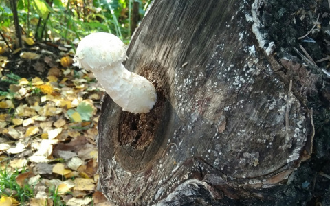 Под Сыктывкаром обнаружили гриб, который растет из мертвой березы (фото)