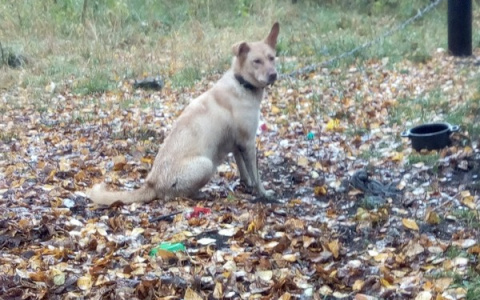 Сыктывкарцы о семье, которая издевалась над псом: «Самих их на цепь посадить»