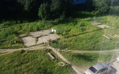 В Коми свора бродячих псов растерзала домашнего спаниеля