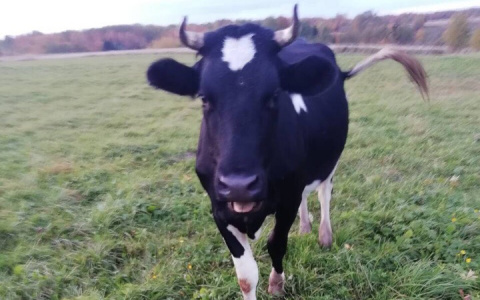 В Коми три коровы потеряли хозяев: им нечего есть и негде провести зиму