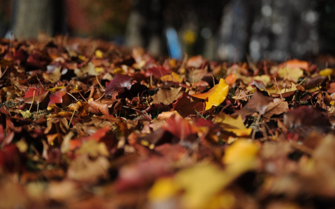 Синоптики рассказали, какая погода будет в Сыктывкаре в первую неделю октября