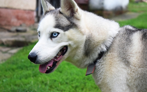 В Сыктывкаре водитель авто сбил хаски и скрылся