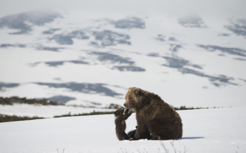 В Сыктывкаре покажут фильм о жизни камчатских медвежат