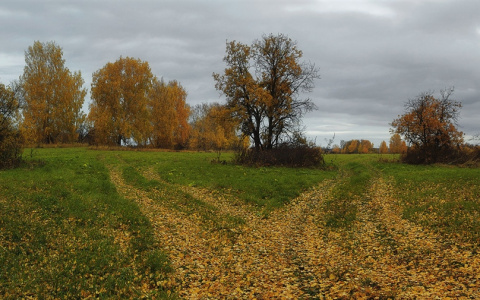 Погода в Сыктывкаре 3 октября:пасмурно и дождливо