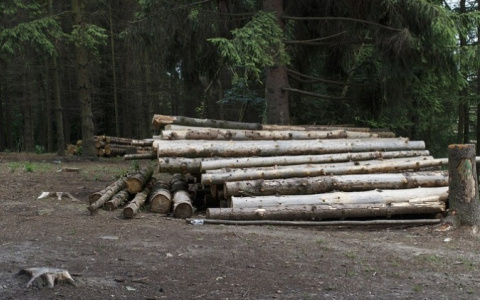 В Коми «черные лесорубы» срубили две сотни деревьев
