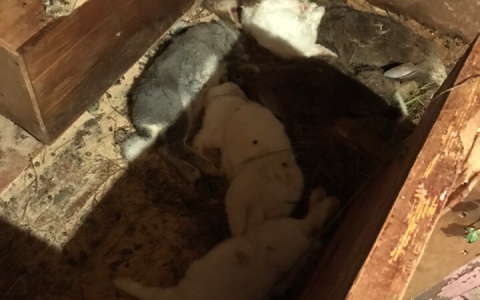 В Сыктывкаре неизвестное существо загрызло 30 кроликов