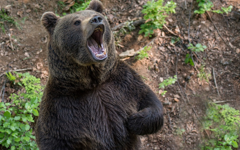 Одну из деревень Коми снова атакуют медведи