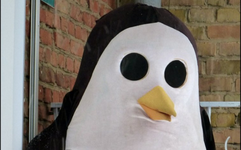 В Коми разыскивают гигантского пингвина (фото)