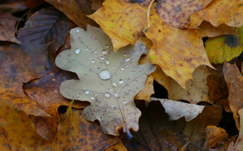 Погода в Сыктывкаре 9 октября: облачно с прояснениями
