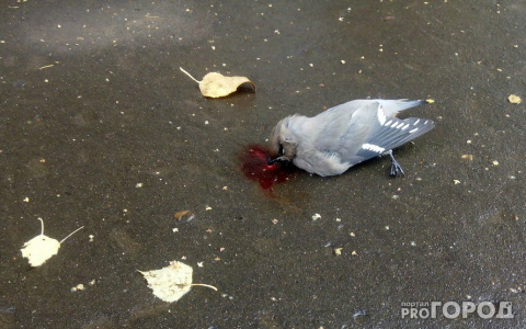 В Сыктывкаре обнаружили птиц, которые погибли от алкогольного отравления