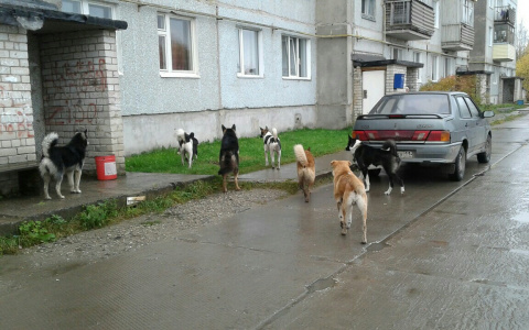 В Коми бездомные собаки держат в ужасе целый город
