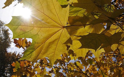 Погода в Сыктывкаре 13 октября: солнечно, но холодно