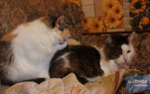 Публикации на портале PG11.ru помогли сыктывкарцу найти новый дом для нескольких кошек
