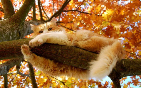 Погода в Сыктывкаре на 15 октября: ожидается резкое потепление