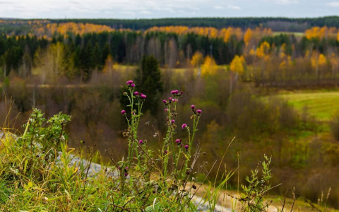 Фото дня: осенние пейзажи Сыктывкара