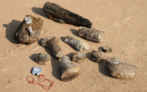 Геологи Коми нашли останки древнего ящера времен Юрского периода